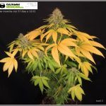 31- Floración días 57 y 58 llegó la cosecha del cultivo de marihuana