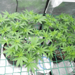 6- Primera semana a 12/12, el cultivo de marihuana empieza a coger forma